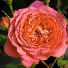 Роза английская Джубили селебрейшн